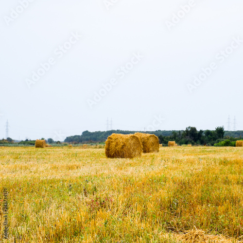 Haystacks rolled up in bales of alfalfa. Forage for livestock in