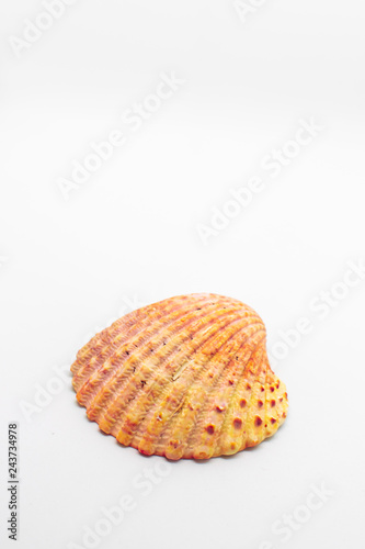 Atlantic giant cockle seashell on isolated white background creating space for text