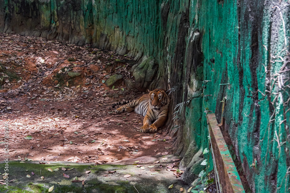 Malayan Tiger in zoo