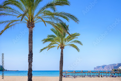 palm trees with a beach in ...