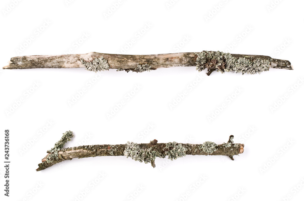 Lichen covered dry twigs on white background.
