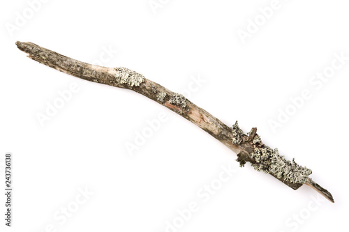 Lichen covered dry twig on white background.