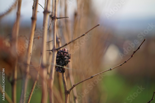 verdorrtes Weintraubenbündel an einem Weinstock im späten Herbst