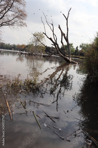 Wallpaper Mural Arbol en lago y reflejo Torontodigital.ca