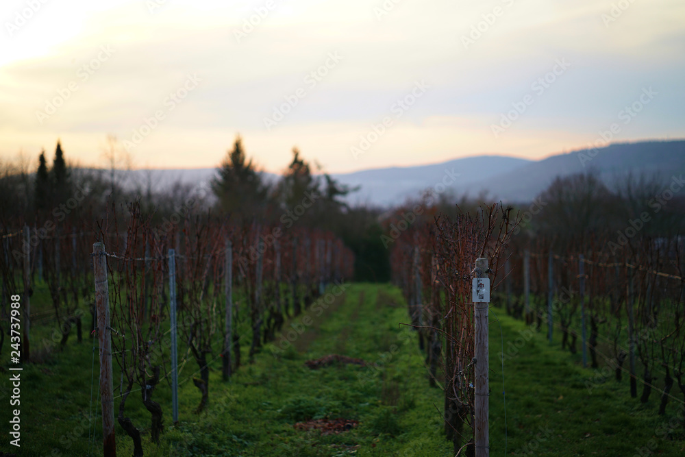 Obraz premium Spät-Herbstlicher Weinberg vor der Nachmittagssonne