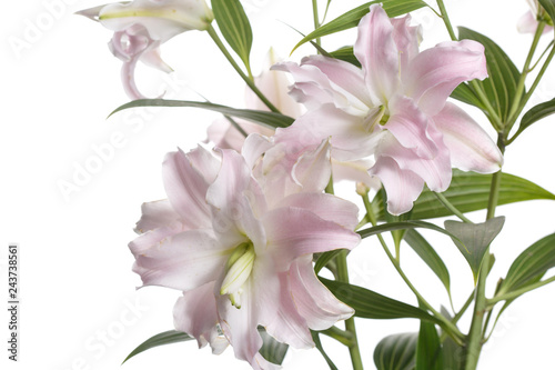Bouquet of gently pink lily flowers isolated on white background.