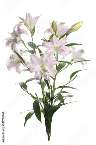 Bouquet of gently pink lily flowers isolated on white background.