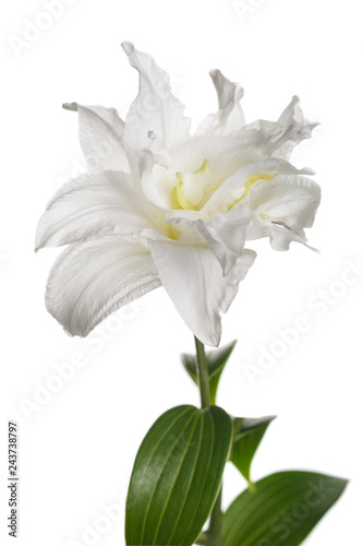 Delicate lily flower isolated on white background.