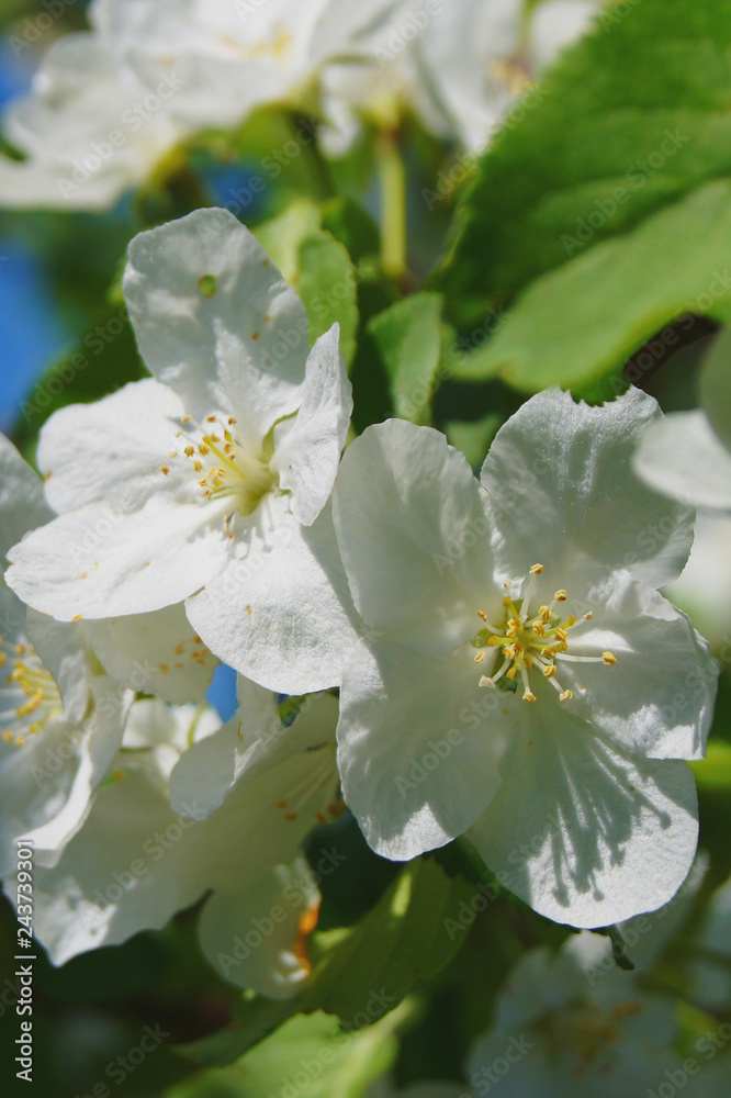 Fototapeta premium Flowers on a young apple tree