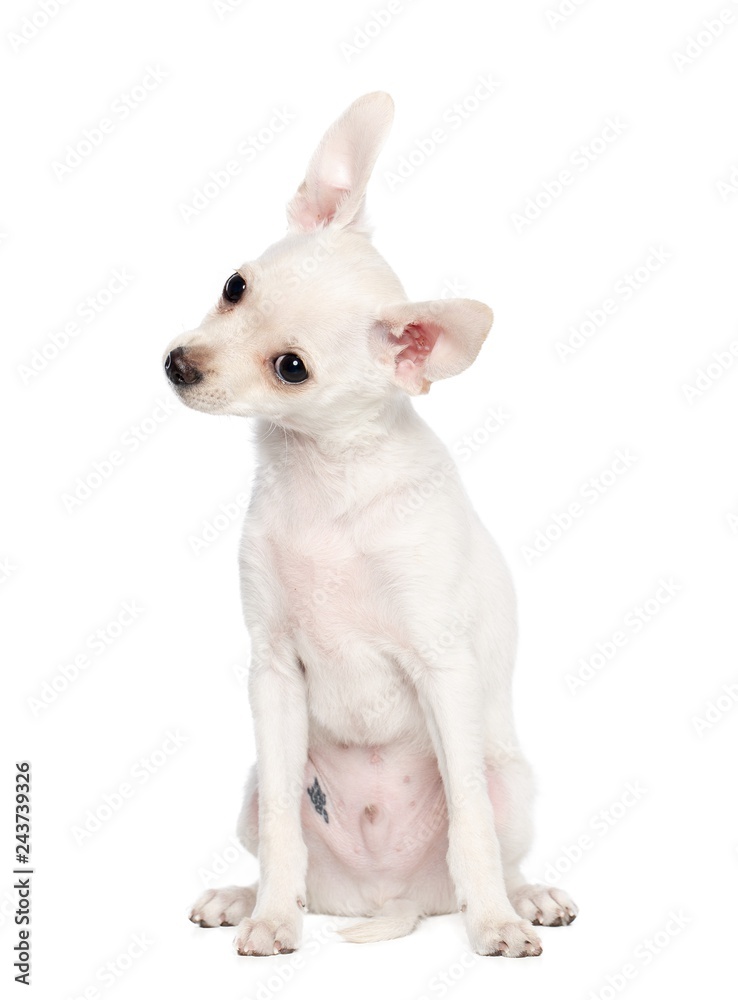 Toy Terrier Dog on Isolated White Background in studio Toy Terrier Dog on Isolated White Background in studio
