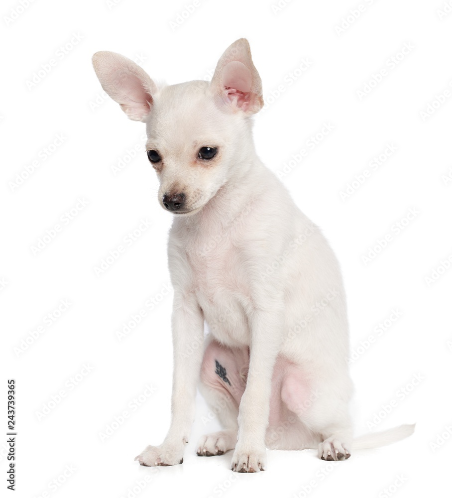 Toy Terrier Dog on Isolated White Background in studio Toy Terrier Dog on Isolated White Background in studio