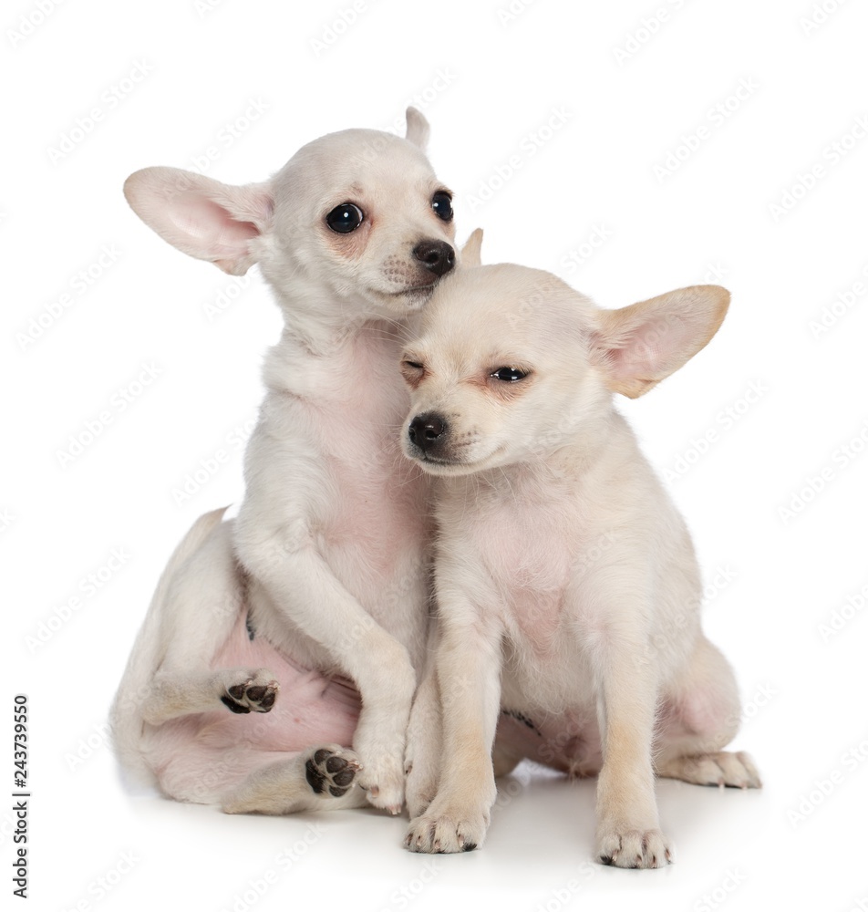 Toy Terrier Dog on Isolated White Background in studio