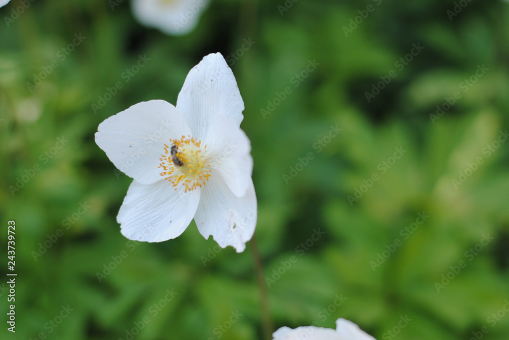 Beautiful flower of white clematis
