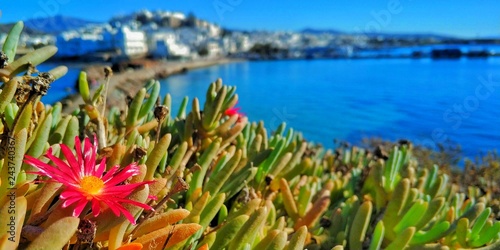Pink daisy peels through to soak up the sun in a Greek island bay.