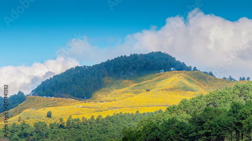 Maxican Sunflower or Tree marigold blossom view blooming on the hill with mountains and cloudy sky background. view panorama Thung Bua Tong, Doi Mae Aukor, Khun Yuam, Mae Hong Son, northern Thailand. photo