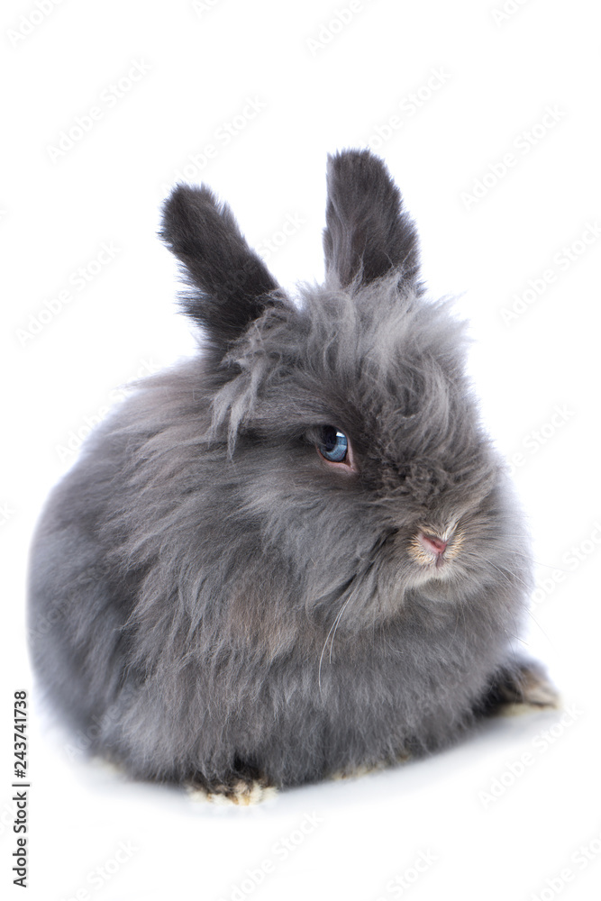 Obraz premium Cute dwarf rabbit isolated on white background