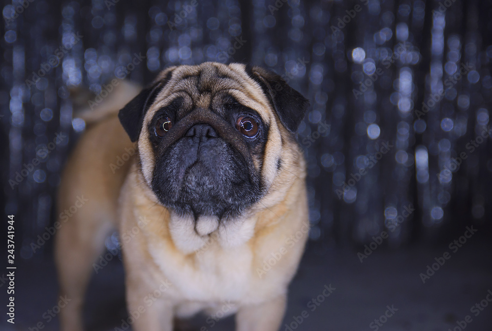 Sad pug with wings in dress on festive background