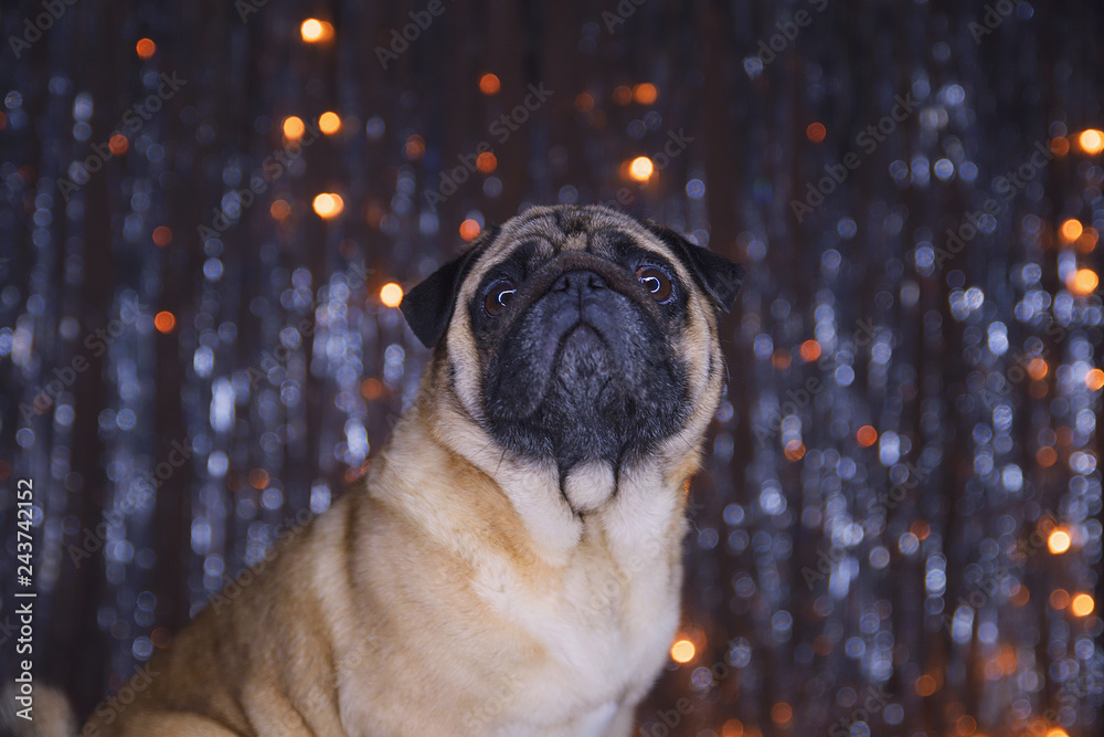 Sad pug with wings in dress on festive background