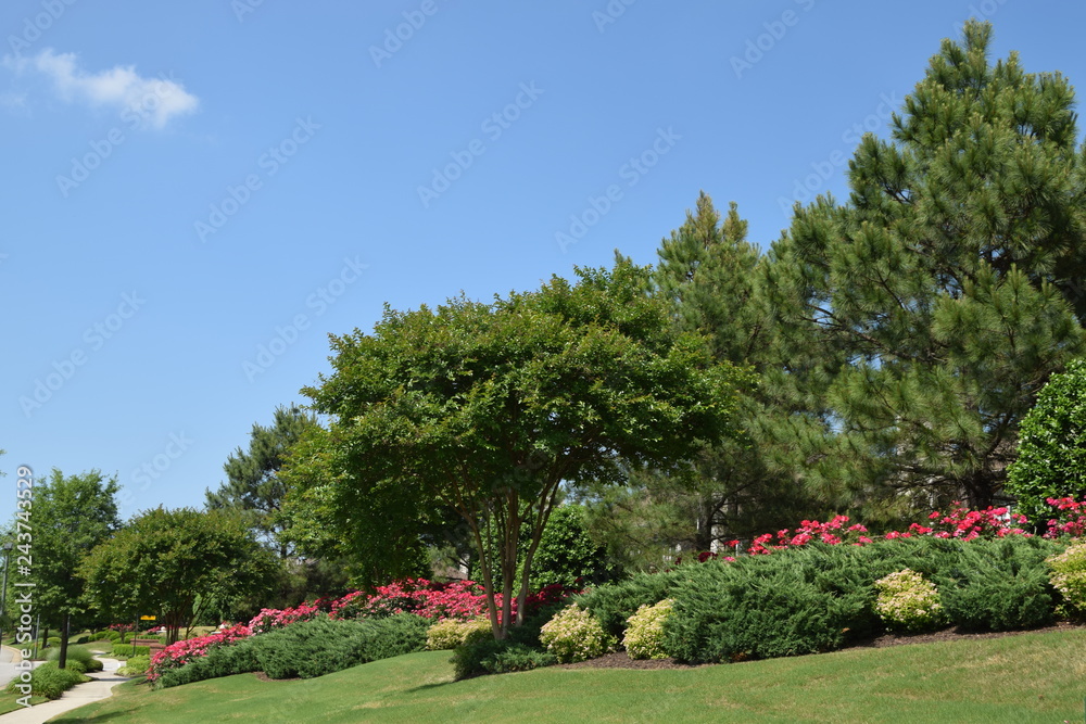 trees and red flowers