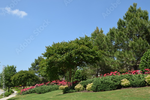 trees and red flowers