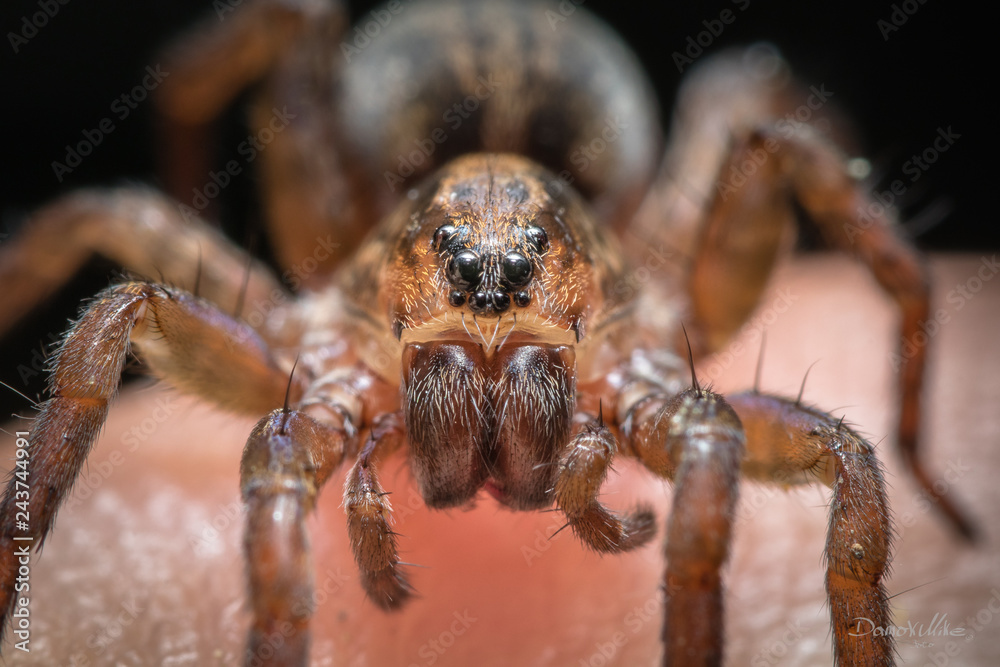 Spinne, Makro Spinne, Makro