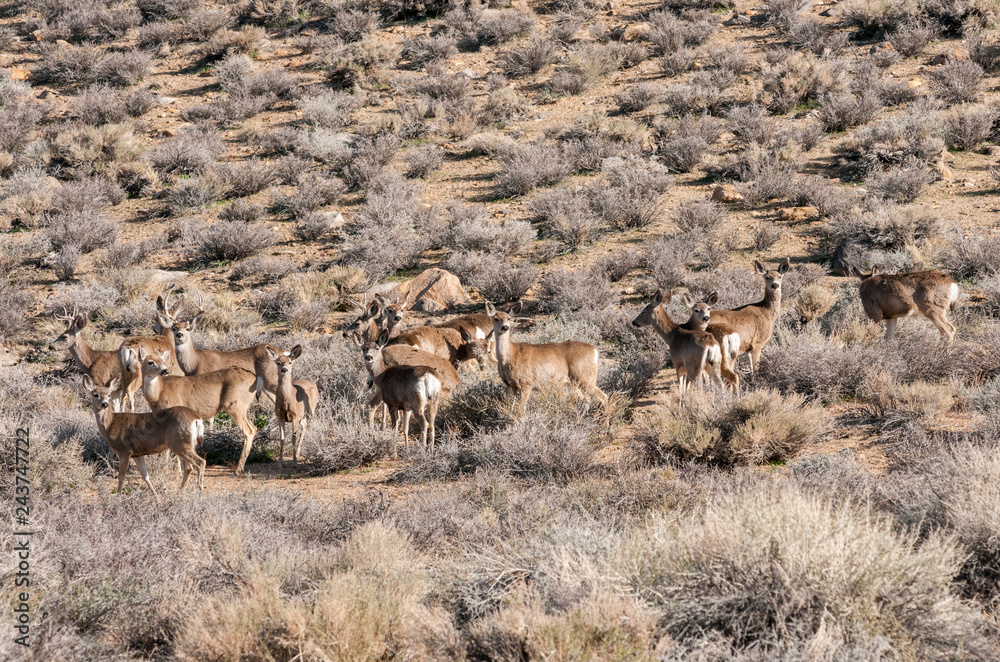 Herd of deer in wilderness near Bishop, California Herd of deer in wilderness near Bishop, California