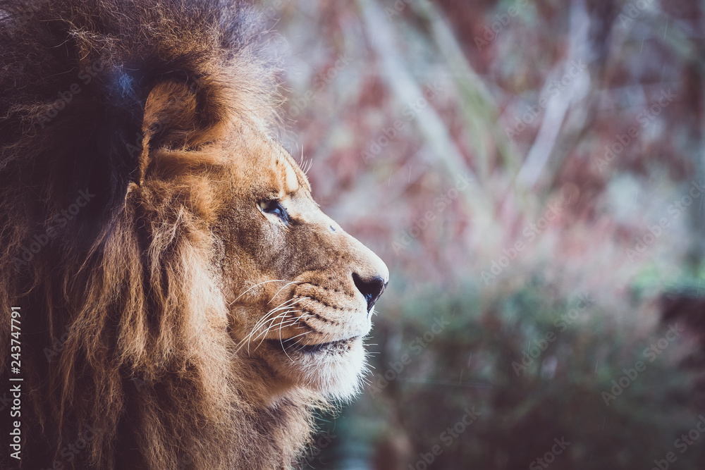 Fototapeta premium Portrait de lion