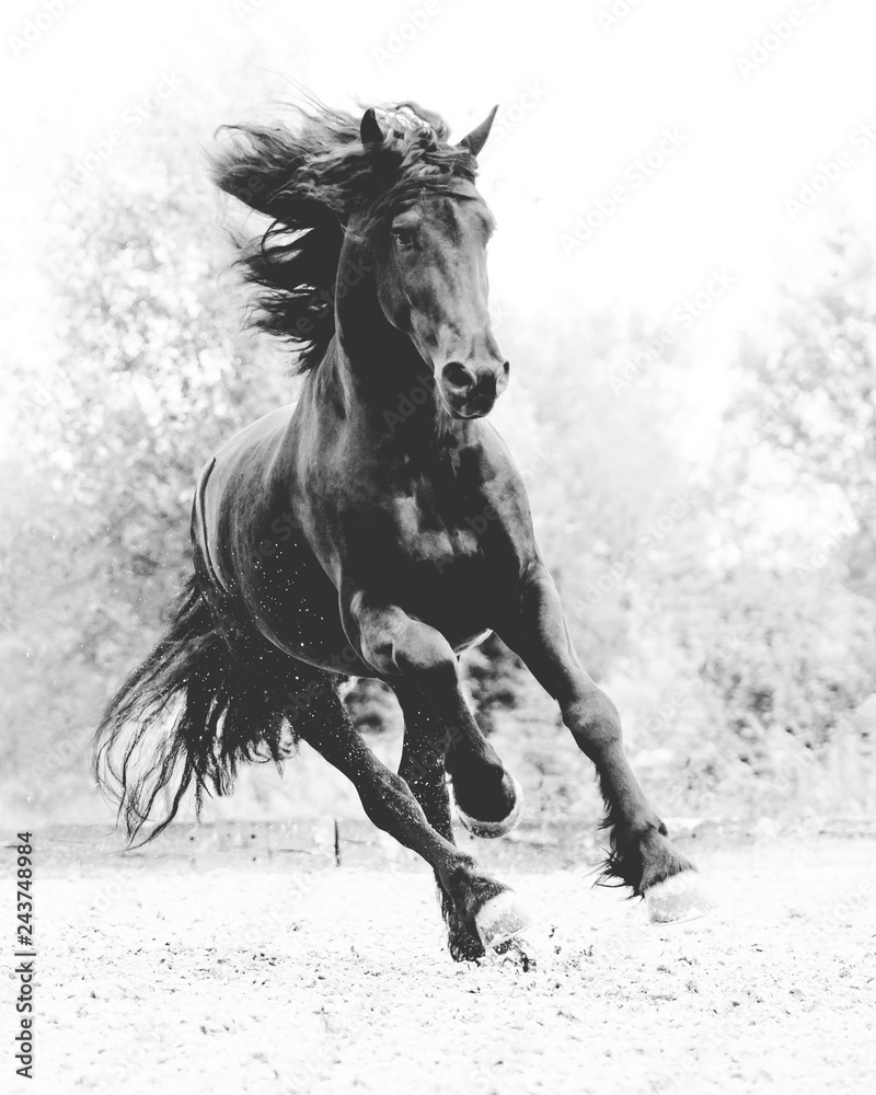 Fototapeta premium Koń fryzyjski czarno-biały