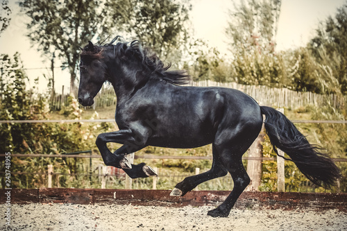 Friesian horse running