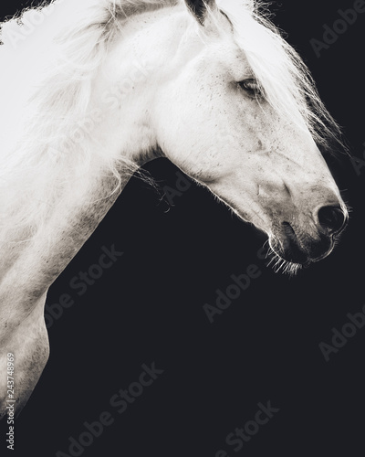 Andalusian stallion with black background