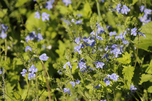 blue flowers in the garden