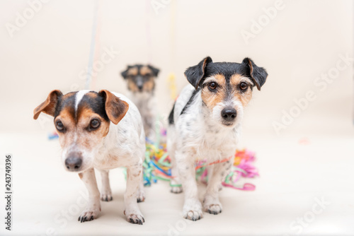 Three cute naughty party dog. Jack Russell dogs ready for carnival © Karoline Thalhofer