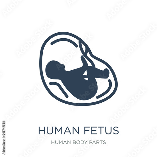 human fetus icon vector on white background, human fetus trendy