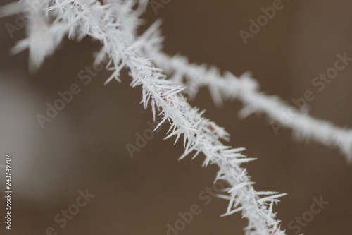 frost on the branches © Oleksandr Kucherenko