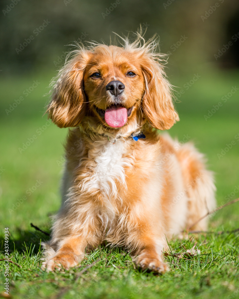 Obraz premium Spaniel puppy full portrait with its mouth open. lying on the grass in a park. a sunny day.