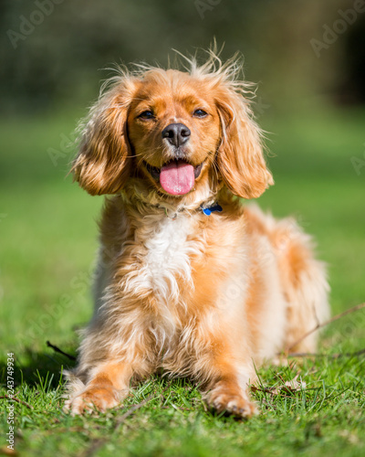 Spaniel puppy full portrait with its mouth open. lying on the grass in a park. a sunny day.