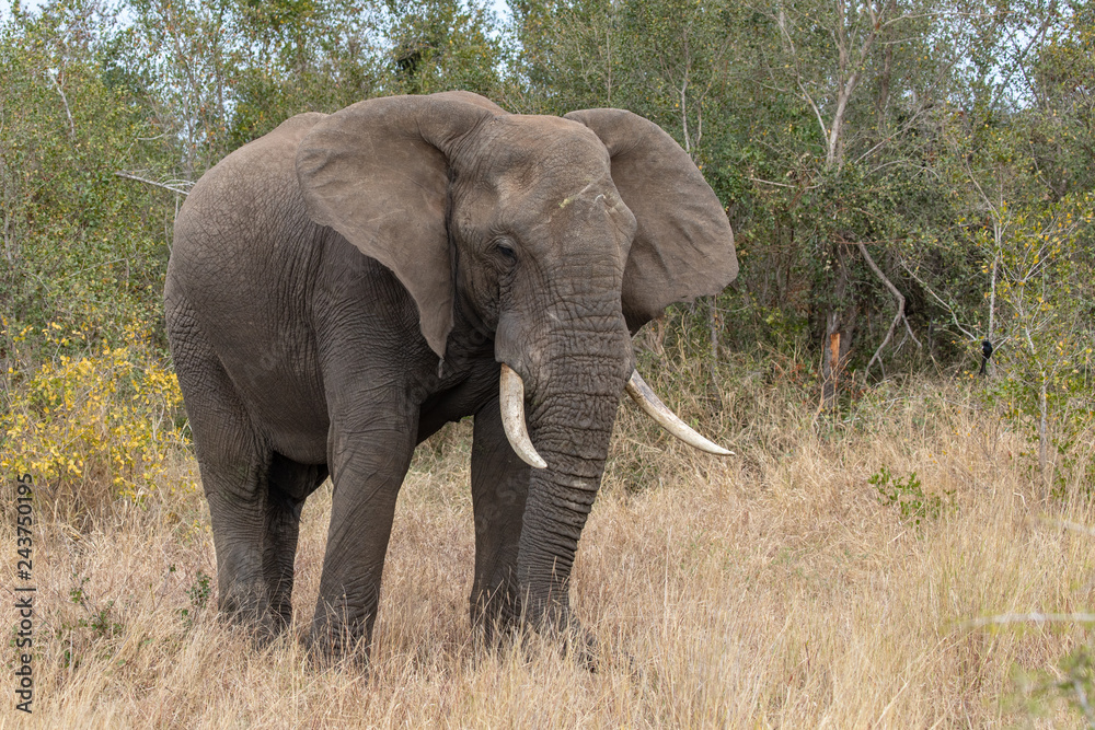 Elefant 65 Elefant 65