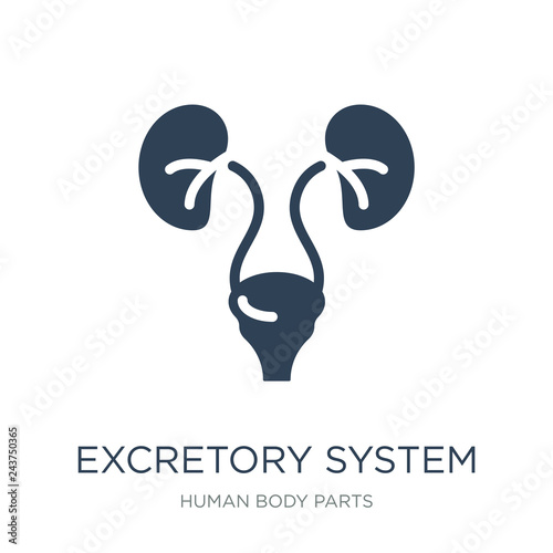 excretory system icon vector on white background, excretory syst