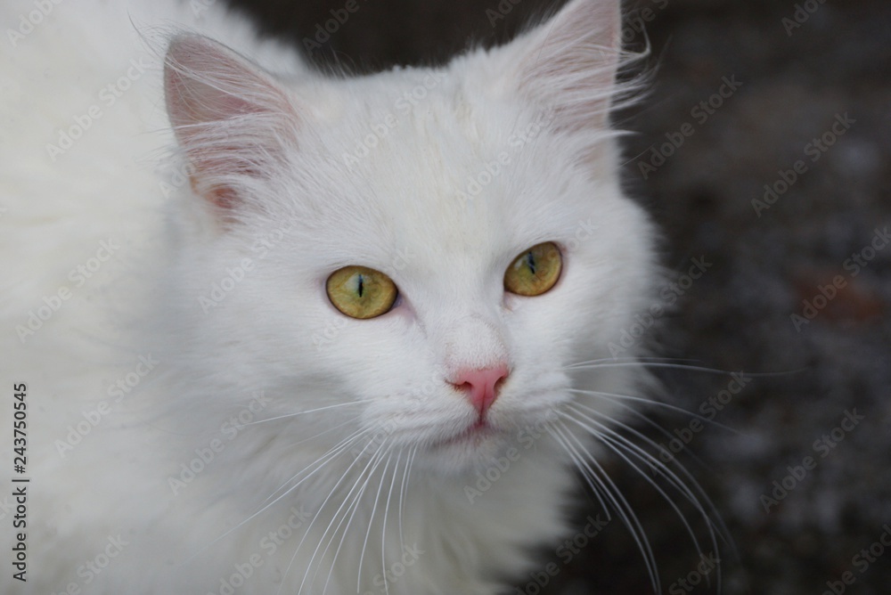 head of a white fluffy beautiful cat on a gray background