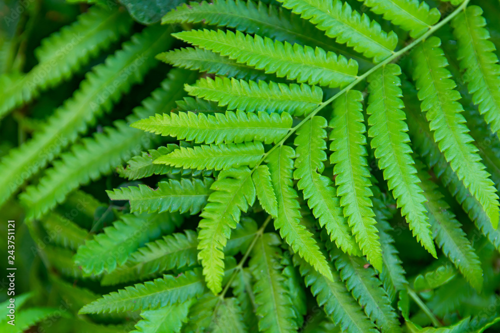 Green ferns leaves green close up background Green ferns leaves green close up background