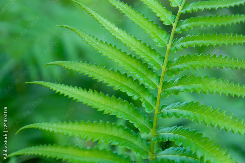 Ferns leaves green close up background Ferns leaves green close up background