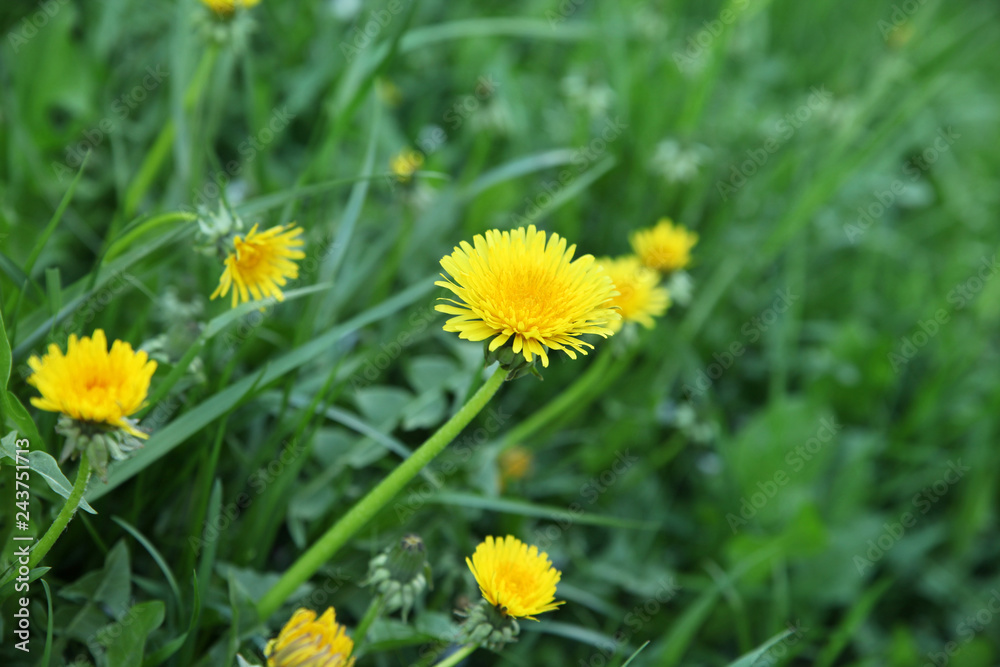 Meadow with green grass and yellow dandelions close-up Meadow with green grass and yellow dandelions close-up