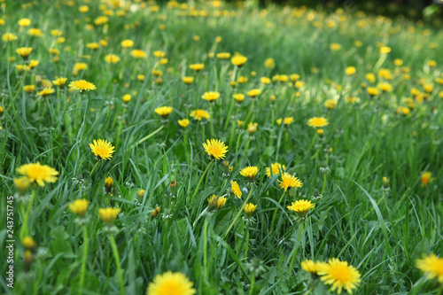 Meadow with green grass and yellow dandelions