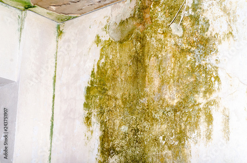 restoration dangers mold in house