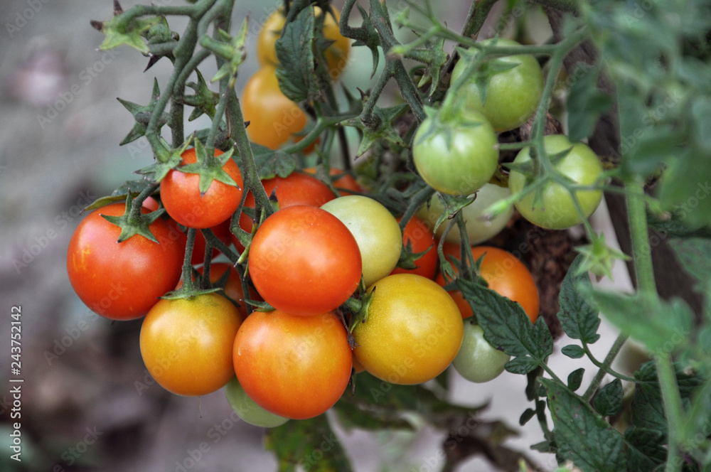 Tomato bushes ripen in the open ground