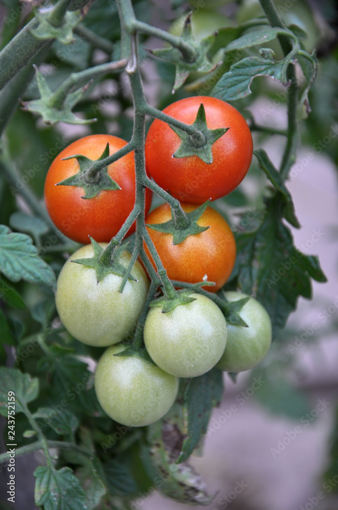 Tomato bushes ripen in the open ground