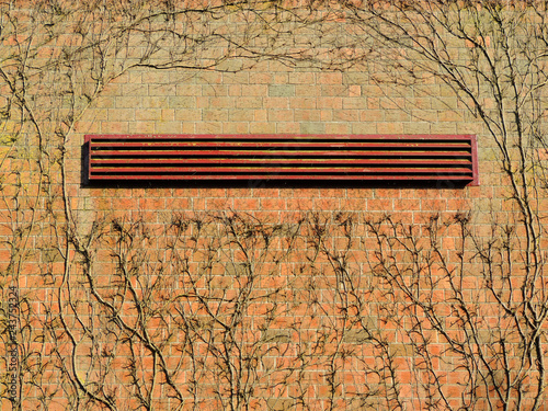 Shoots ivy, Hedera, on a brick wall