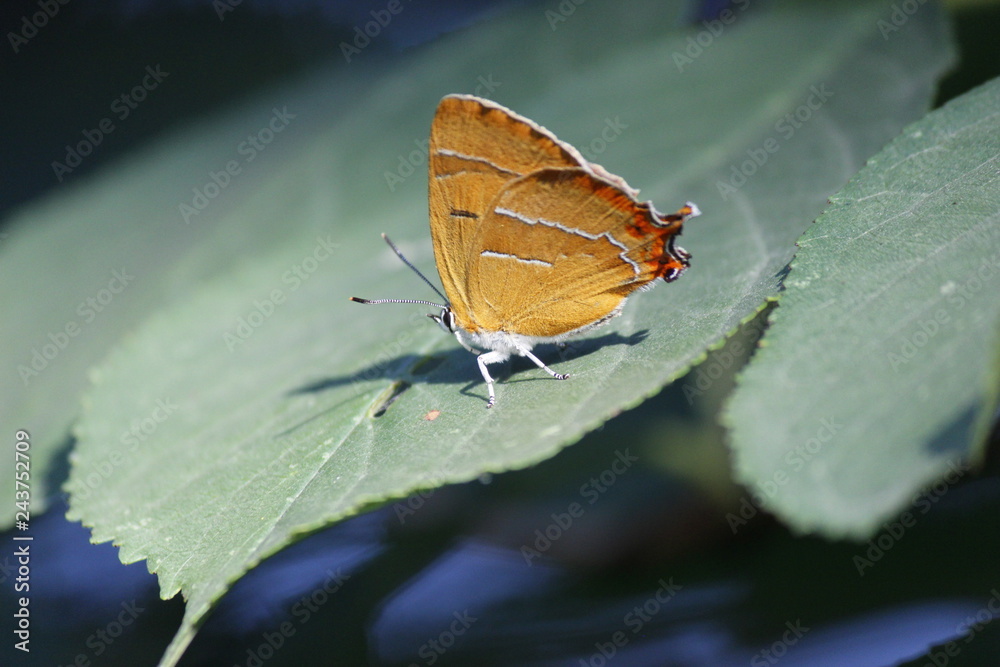 Obraz premium butterfly on a leaf