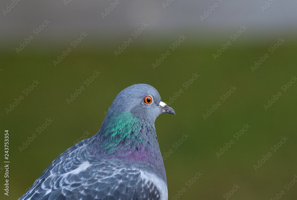 Closeup portrait of pigeon on green background Closeup portrait of pigeon on green background