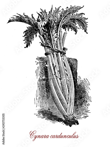 Fotografie, Obraz Vintage engraving of cardoon, edible herbaceous perennial  plant of the sunflowe